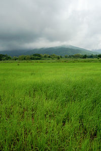 Scenic view of field against sky