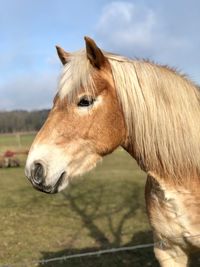 Close-up of horse against sky