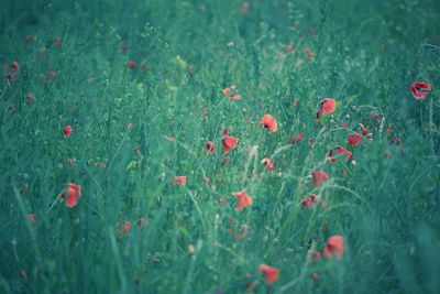 Close-up of poppies on field