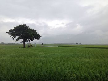 Scenic view of grassy field against cloudy sky