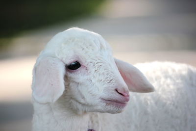 Close-up of white head