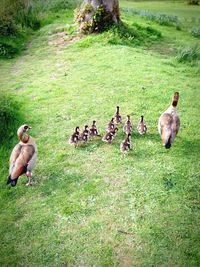 Ducks on grassy field