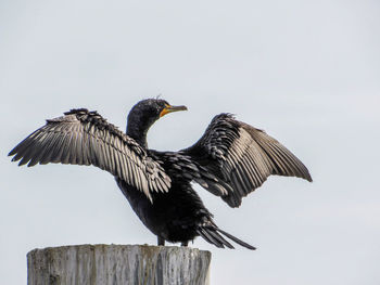 Low angle view of bird flying against sky