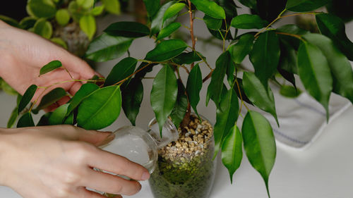 Young woman pouring green ficus plant with fresh water