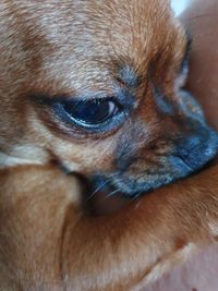 Close-up of dog looking away