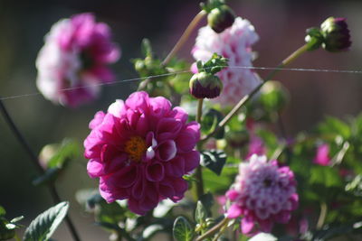 Close-up of pink flowering plant