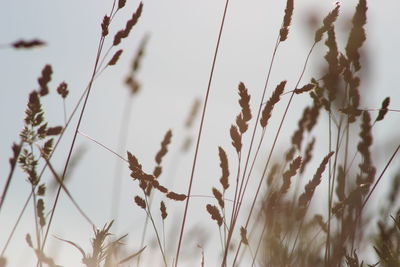 Close-up of plants