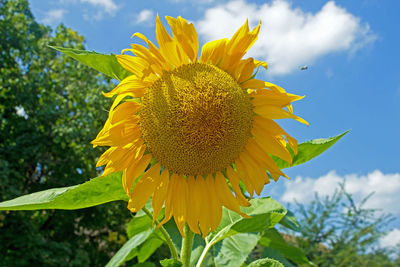 Close-up of yellow sunflower against sky