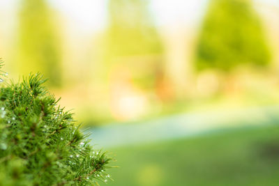 Close-up of fresh green plant