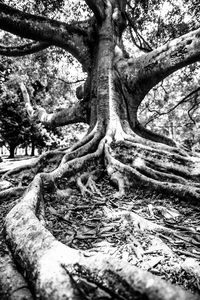 Tree trunk in forest