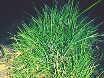Close-up of pine tree