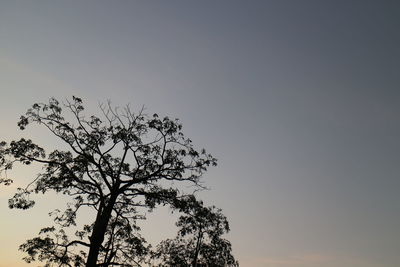 Low angle view of silhouette tree against clear sky