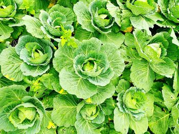 Full frame shot of green cabbages