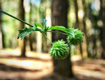 Close-up of plant