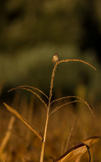 Close-up of dried plant