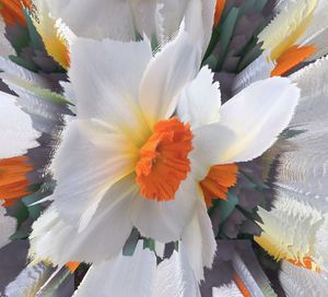 Close-up of multi colored flower