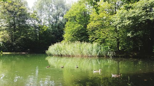 Swan swimming in lake against trees