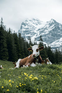 View of a dog on field