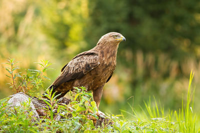 Bird perching on a field