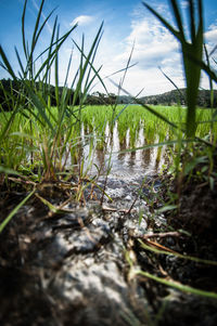 Close-up of grass in water