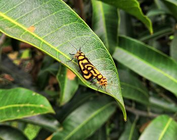 Close-up of insect on leaf