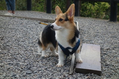 Dog standing on floor