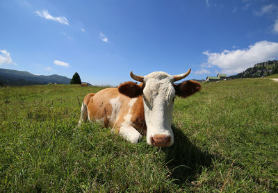 Cow in a field in mountains looks at camera