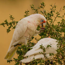 Close-up of parrot perching on plant