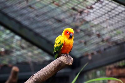 Close-up of parrot perching on branch