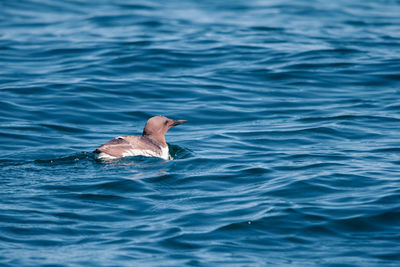 Duck swimming in sea