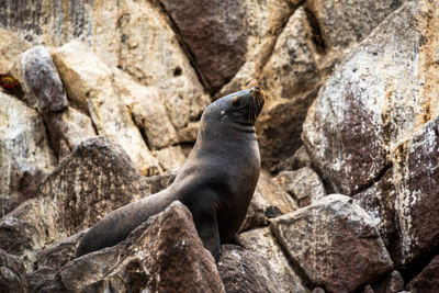 High angle view of seal lying on rock