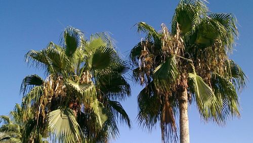 Low angle view of palm trees against blue sky