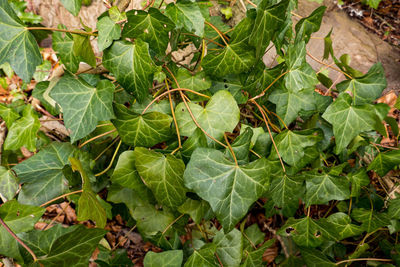 High angle view of leaves growing on field