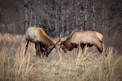 Stags fighting in forest