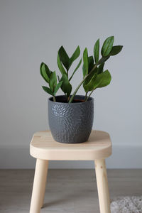 Green zamioculcas in a gray pot