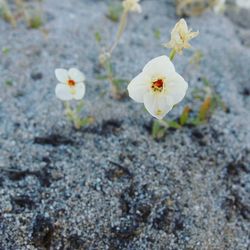 Close-up of white flowers blooming on tree