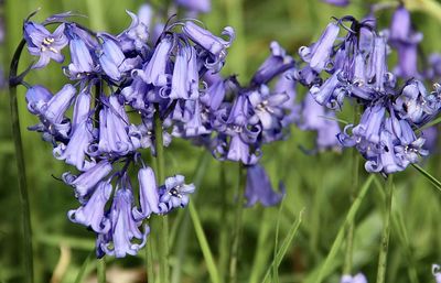 Close-up of purple flowers on plant