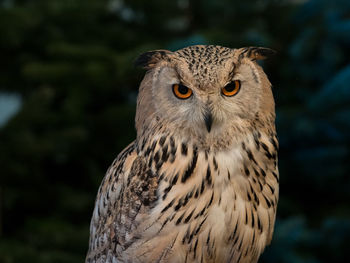 Close-up portrait of owl