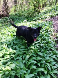 Black dog against plants