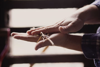 Cropped image of farmer rubbing straw with hands in barn