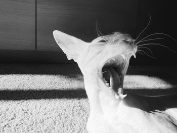 Close-up of a cat on rug