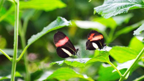 Close-up of butterfly perching on leaf