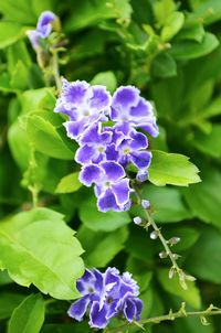 Close-up of purple flowers