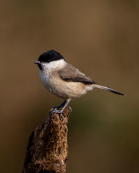 Marsh tit on a perch