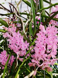 Close-up of pink flowers