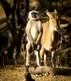 Close-up of monkey standing outdoors