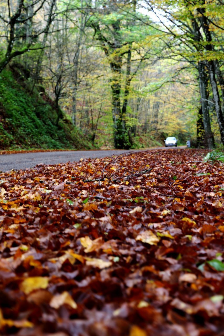 AUTUMN LEAVES ON ROAD