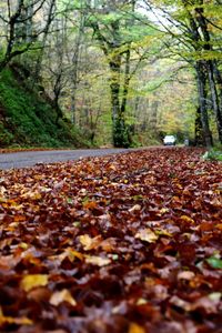 Surface level of dry leaves on road in forest