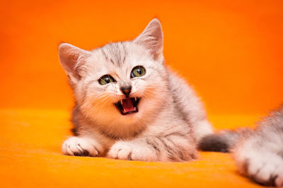 Gray white british kitten meows lying on an orange background and looks away