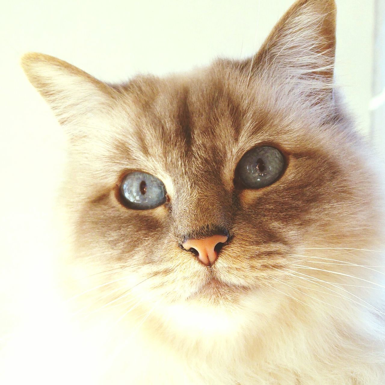 domestic cat, domestic animals, pets, mammal, animal themes, one animal, feline, looking at camera, portrait, close-up, no people, whisker, indoors, nature, day